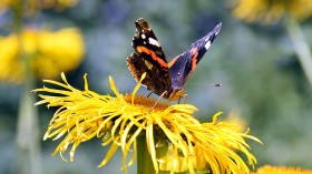 Red Admiral Butterfly Sightings Reach 170k as Climate Change Keeps UK Warm
