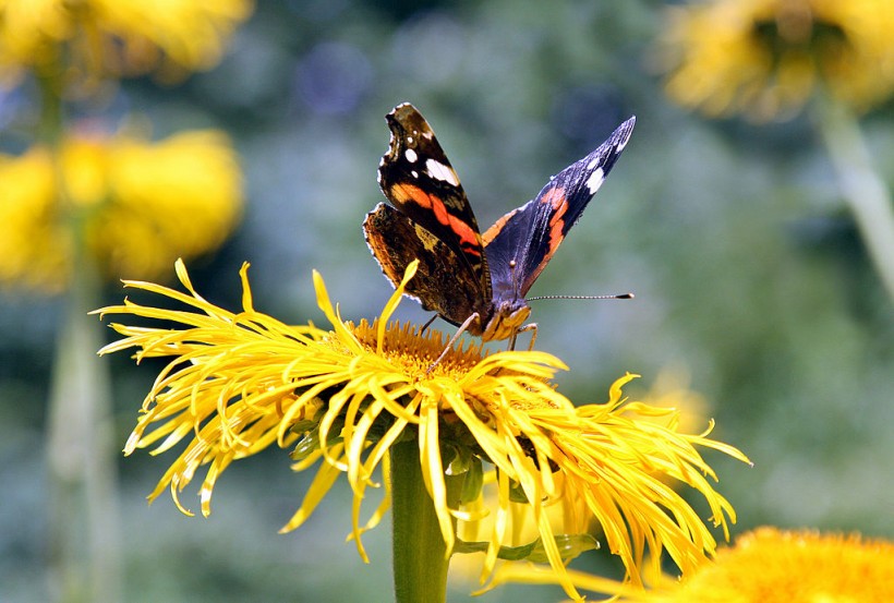 Red Admiral Butterfly Sightings Reach 170k as Climate Change Keeps UK Warm