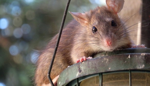 Hertfordshire Rats