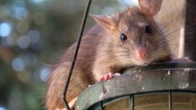 Hertfordshire Rats