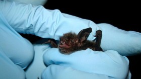 Little Brown Bat in Pennsylvania Now Endangered as 90% Population Succumbs to White-Nose Syndrome