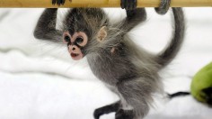 Seven Spider Monkeys in Holey Backpack Rescued In Foiled Texas Border Smuggling Attempt
