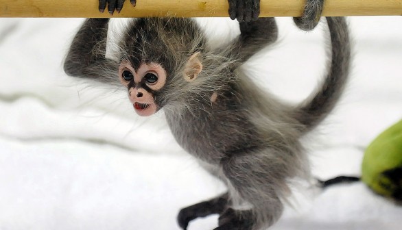 Seven Spider Monkeys in Holey Backpack Rescued In Foiled Texas Border Smuggling Attempt