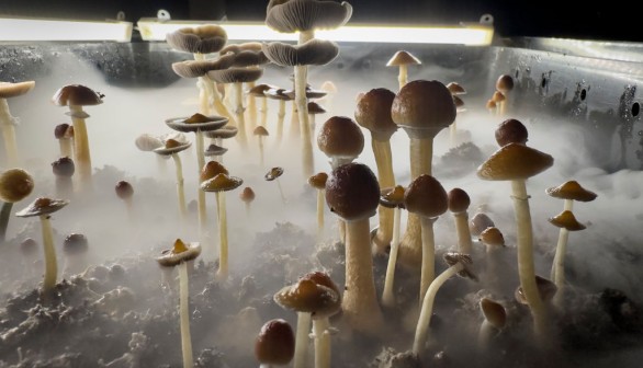 Psilocybin Mushrooms Increasingly Sought For Therapeutic Purposes