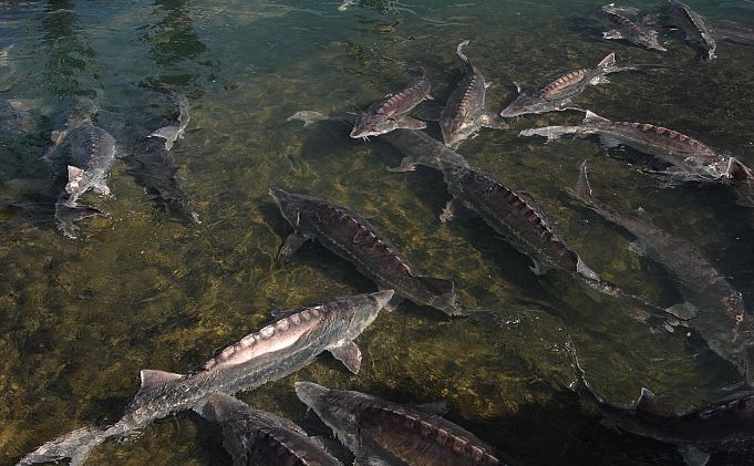 Endangered Sturgeon–A Fish Once So Popular a King Declared Them