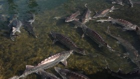 11,000 Endangered Sturgeon Reintroduced to Illinois Lake with Frozen Bloodworms