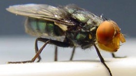 Invasive Cattle Screwworm Fly Outbreak in Panama Border Halts Transport of Infested Livestock