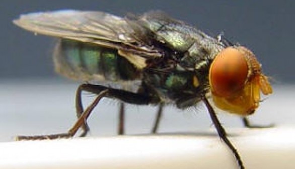 Invasive Cattle Screwworm Fly Outbreak in Panama Border Halts Transport of Infested Livestock