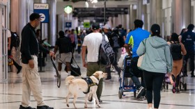 Dogs inside airport