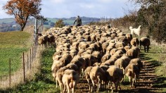 This photograph taken on November 16, 2022, shows a flock of ewes in their way for grazing in Saint-Rome-de-Cernon, southern France, to produce milk for the manufacture of Roquefort cheese. 