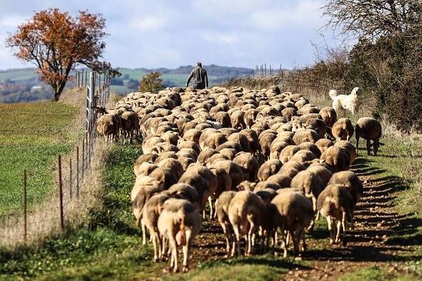 This photograph taken on November 16, 2022, shows a flock of ewes in their way for grazing in Saint-Rome-de-Cernon, southern France, to produce milk for the manufacture of Roquefort cheese. 