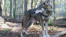 Captive-Bred Endangered Red Wolves Slated for Release in North Carolina After 2024 Extinction Threat