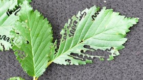 Invasive Elm Zigzag Sawfly Swarm Defoliates Elm Trees in New York