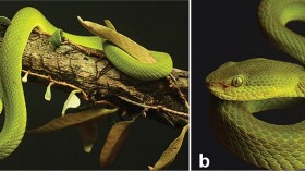 Meet the Indian Pit Viper Named After Salazar Slytherin: Trimeresurus Salazar