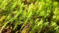 Oldest Moss Takakia in Himalayas Growing for 390 Million Years Risks Extinction to Climate Breakdown