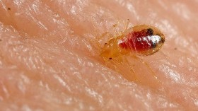 Bed bug nymph