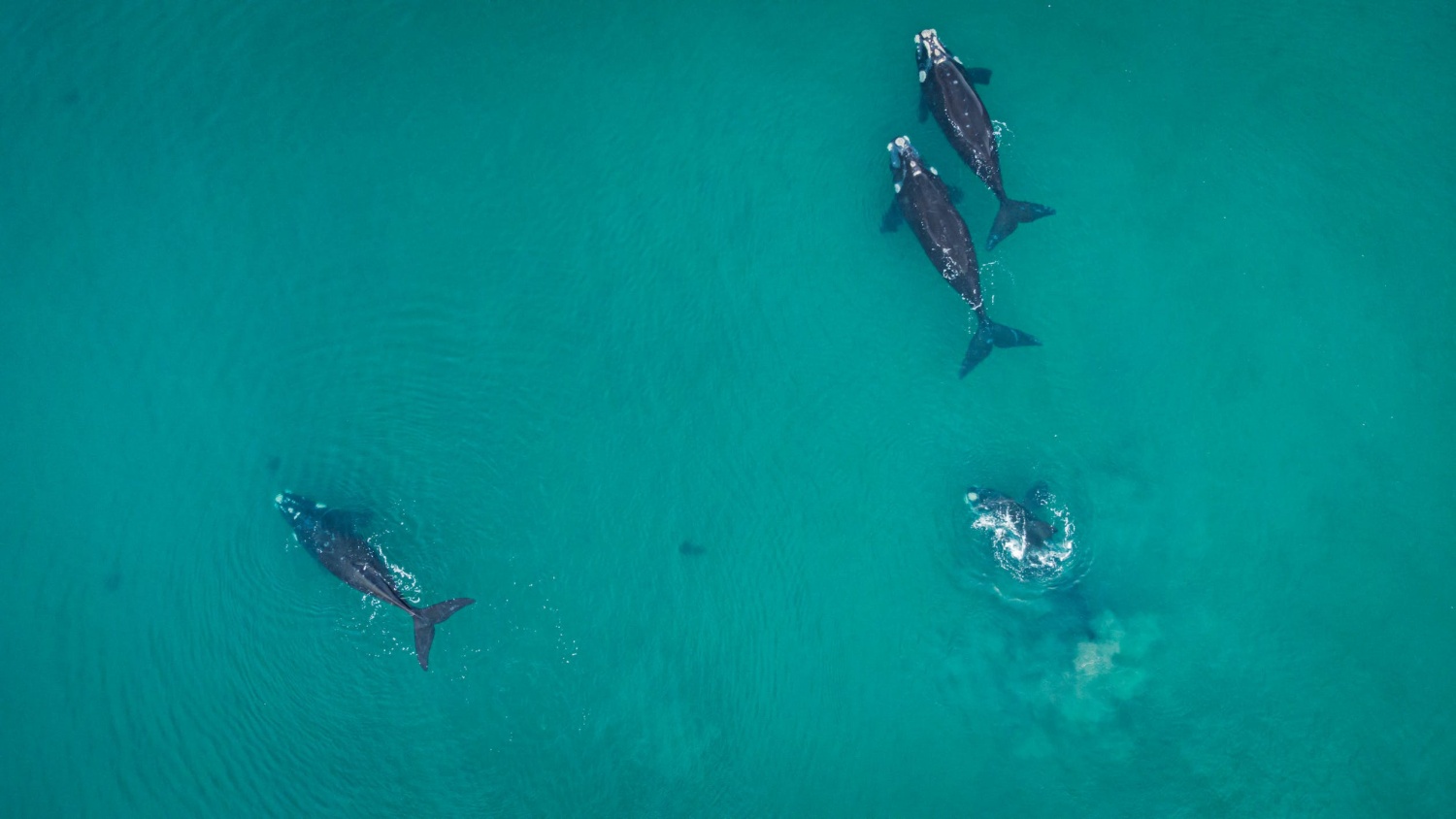 Anxious Behavior Observed On Pilot Whales Spotted Off
Yorkshire Coast, Experts Fear Of Stranding