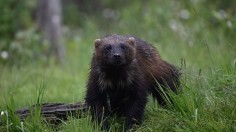 FINLAND-ENVIRONMENT-ANIMAL-WOLVERINE