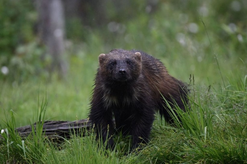 FINLAND-ENVIRONMENT-ANIMAL-WOLVERINE