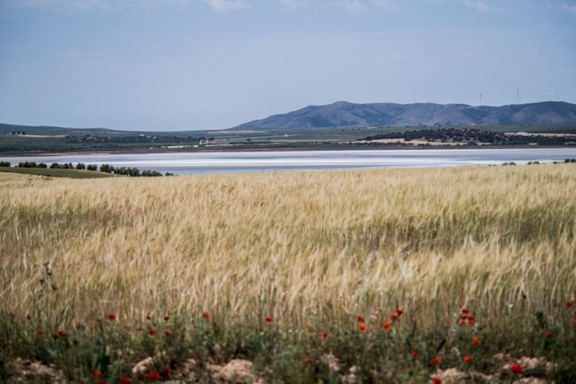 Flamingoes In Spain Lose Nesting Grounds To Drought