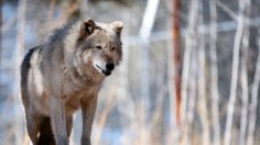 Tala, a 14-year-old timber wolf