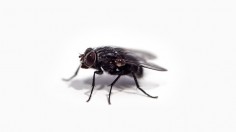 Black fly on white surface 