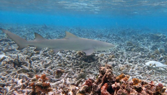  Blacktip reef shark swims. 