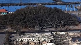 Acre-Wide Lahaina Banyan Tree Under Survey For Possible Revival After Deadly Maui Wildfire 