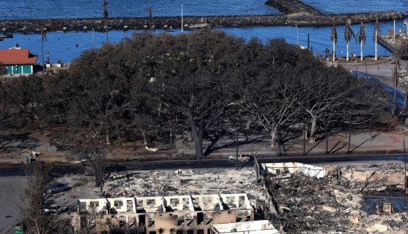 Acre-Wide Lahaina Banyan Tree Under Survey For Possible Revival After Deadly Maui Wildfire 