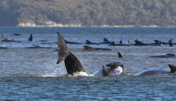 Pilot whales 