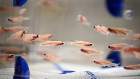 This picture shows transparent zebra fish in a tank in a laboratory at the Pasteur Institute in Paris on June 20, 2023.
