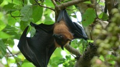 INDIA-ANIMAL-FLYING FOXES