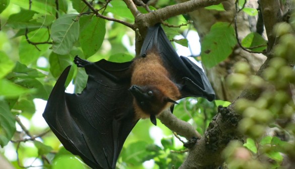 INDIA-ANIMAL-FLYING FOXES
