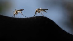 FINLAND-ENVIRONMENT-ANIMAL-MOSQUITO