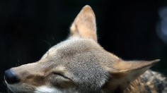 Red Wolf Illegally Killed in North Carolina Prompts $15,000 Bounty for Info Leading to Arrest