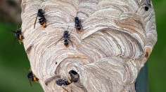 Invasive Yellow-Legged Hornet Reported in Georgia Could Threaten Local Honey Production, Agriculture