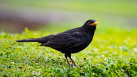 Black bird on green grass during daytime