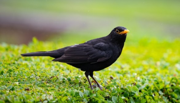 Black bird on green grass during daytime