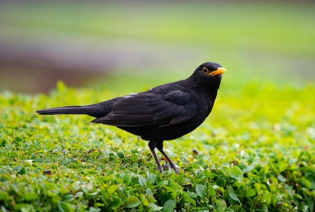 Black bird on green grass during daytime