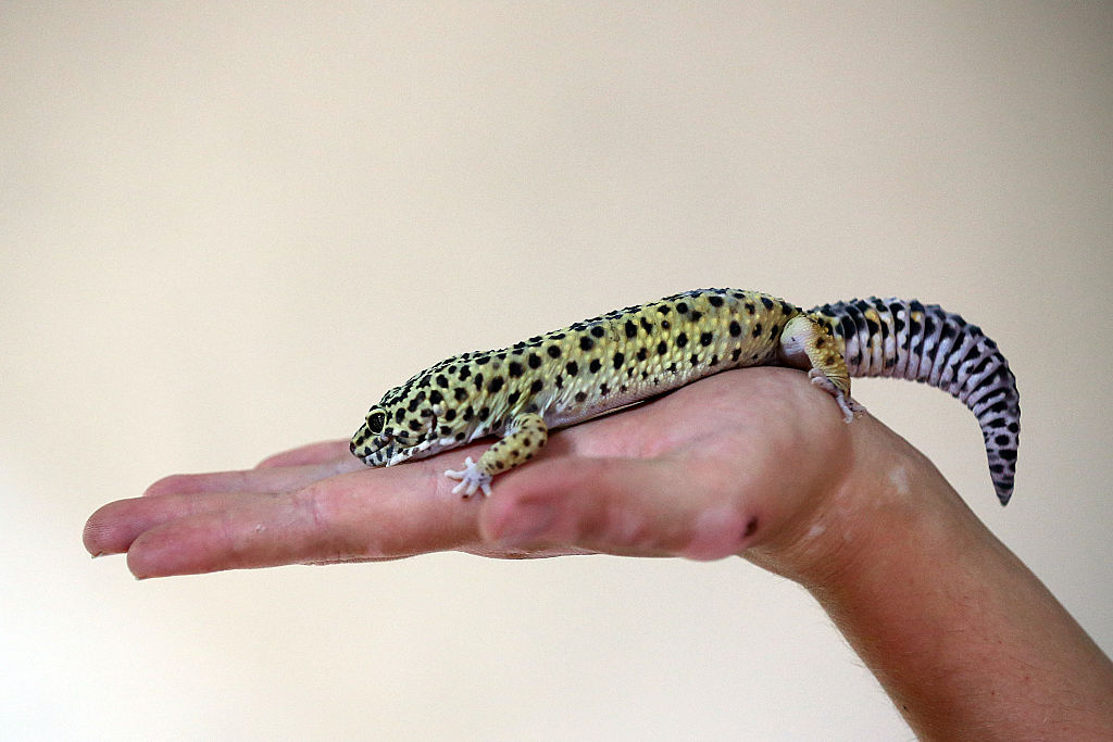 Uroplatus Garamaso: New Leaf-Tailed Gecko With Amazing Camouflage ...