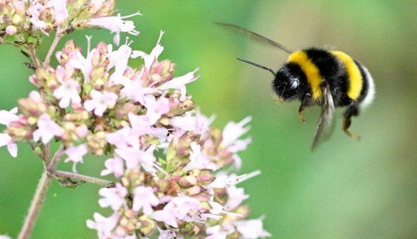 FRANCE-NATURE-ANIMAL-FLOWER-FEATURE