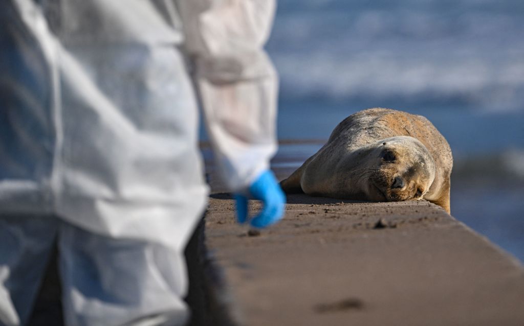 Over 300 Seals, Sea Lions Found Dead In Siberia; Experts Eye Toxins