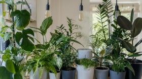 5 Failure-Proof Low Maintenance Plants for the Black Thumb's Indoor Garden