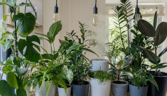 5 Failure-Proof Low Maintenance Plants for the Black Thumb's Indoor Garden