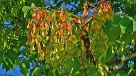 Invasive Tree of Heaven Grove in NY to be Knocked Down Before Attracting Invasive Spotted Lanternflies 