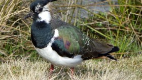 Endangered Lapwing Bird Back in Northern Ireland Farm After 5 Years of Bog Rehab, Eradication of Invasives