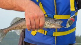 Salmon, Steelhead Populations at Risk as Invasive Voracious Predator Fish Walleye Enters Idaho  Waterways