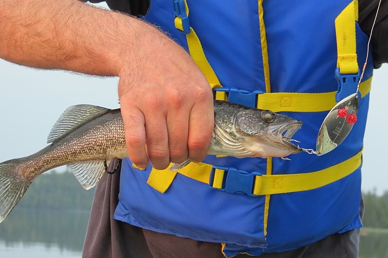 Salmon, Steelhead Populations at Risk as Invasive Voracious Predator Fish Walleye Enters Idaho  Waterways