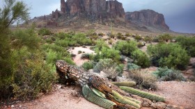36-Foot Giant Saguaro Cactus in Arizona Falls to Wind, Rain, Not Extreme Heat, State Park Explains