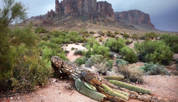 36-Foot Giant Saguaro Cactus in Arizona Falls to Wind, Rain, Not Extreme Heat, State Park Explains